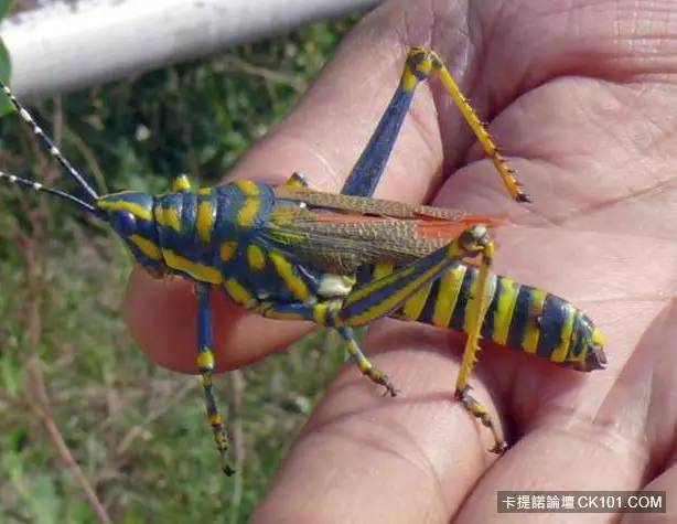 比想象更恐怖！那些确实进入过人体内的可怕生物