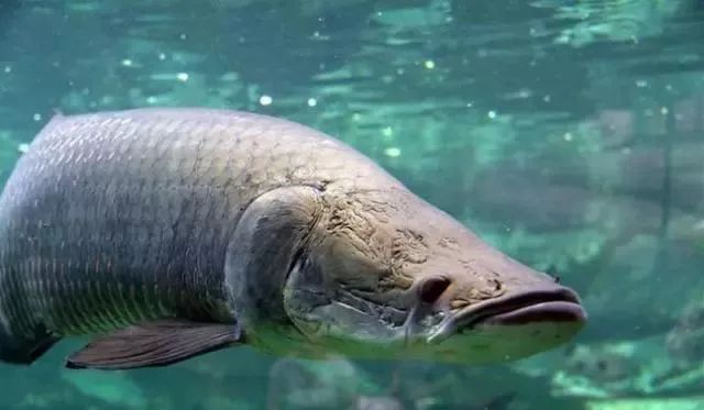 神秘的亚马逊河流中隐藏着这四种残暴的动物