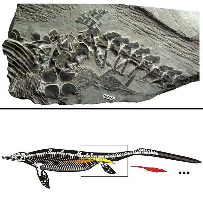 10个令人印象深刻的远古化石！简直难以想象...