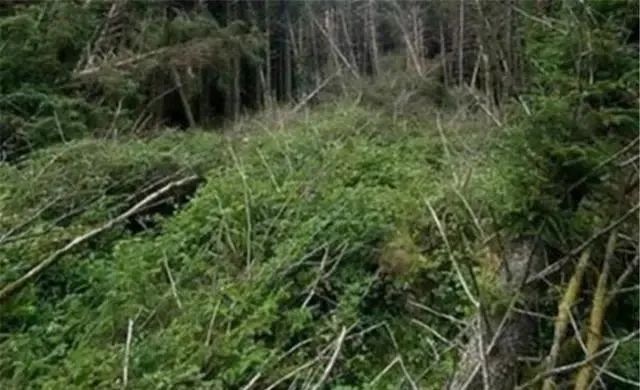 英国森林出现“UFO坠毁”现场？树被撞断，与巴西UFO事件有联系？