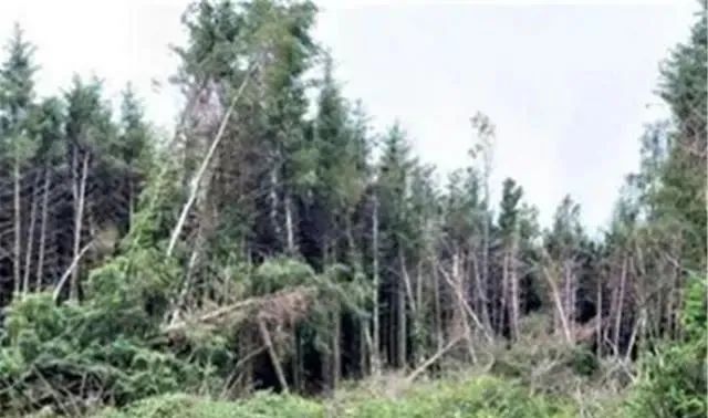 英国森林出现“UFO坠毁”现场？树被撞断，与巴西UFO事件有联系？