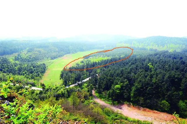 1994年贵州的“空中怪车”事件，树木被拦腰砍断，至今无法解释！