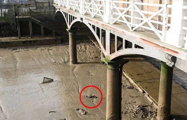 原是酷似人骨的外星生物遗骸？英泰晤士河惊现一具死尸结果出乎意料