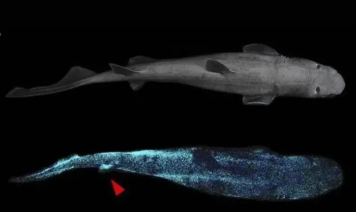 深海中的鲨鱼还能发光？科学家：它们或许是最大的发光生命体