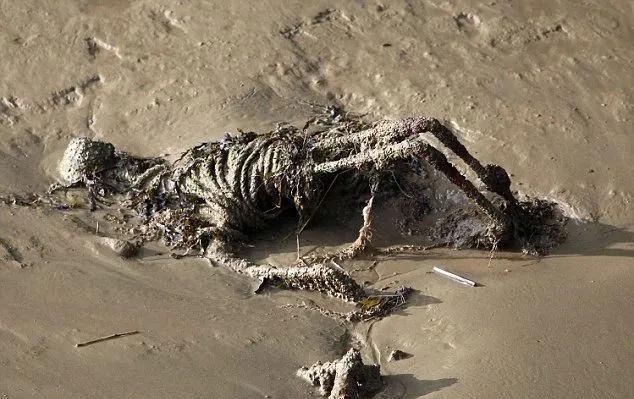 原是酷似人骨的外星生物遗骸？英泰晤士河惊现一具死尸结果出乎意料