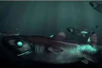 深海中的鲨鱼还能发光？科学家：它们或许是最大的发光生命体