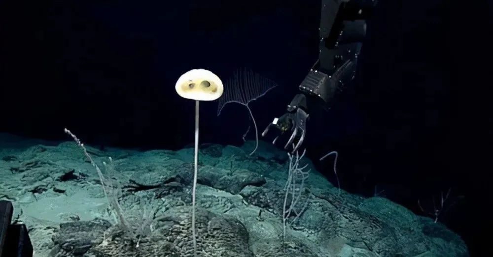 太平洋海底2028米处发现怪异生命，有细长的脖子和大大的眼睛！