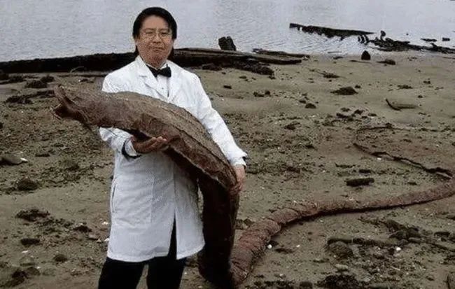 日本海边捡到不明生物, 细看之后吓一跳! 网友: 核辐射变异生物?