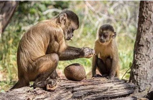 地球将出现第二人类文明？巴拿马猴已学会石器生活，引科学界担忧
