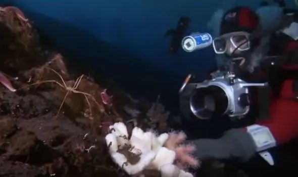 海底发现未知生物，科学家：有“脖子”、“眼睛”，像“外星人”