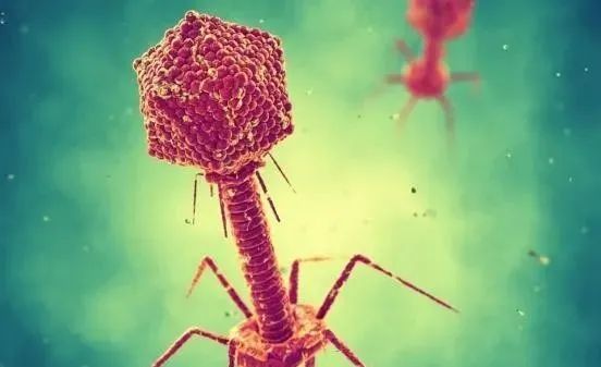 病毒是外星物种？科学家发现：噬菌体的基因组不像地球生命！