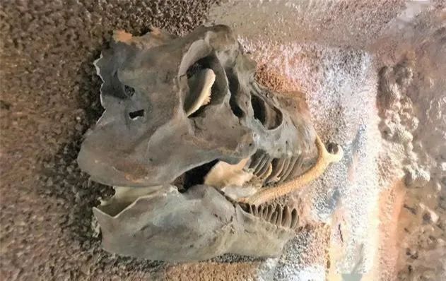 恐龙灭绝别有原因，科学家化石中新发现，疑似找到外星人头骨！