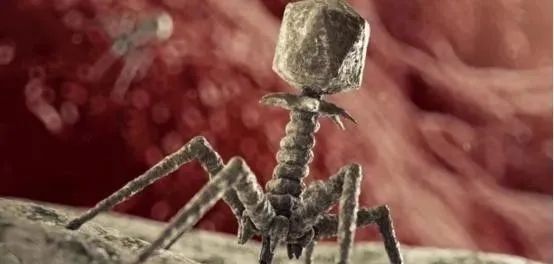病毒是外星物种？科学家发现：噬菌体的基因组不像地球生命！