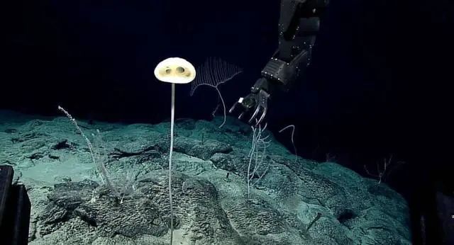 海底发现未知生物，科学家：有“脖子”、“眼睛”，像“外星人”
