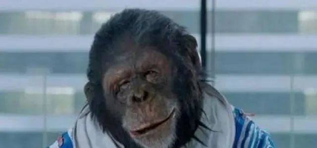 由于太过聪明，这只黑猩猩被送上太空，回到地球后却发生了怪事