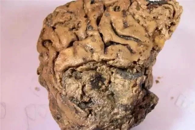 保存了2600年的大脑，科学家在研究后，4个字形容：不可思议！