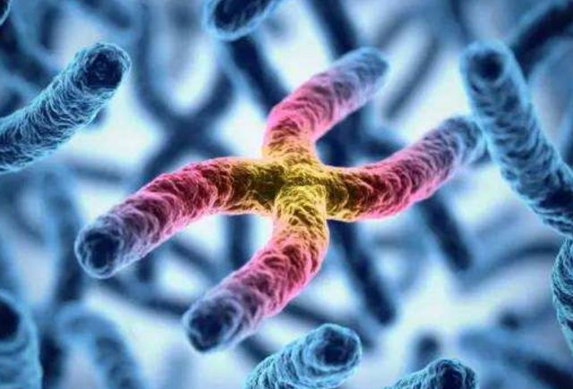 科学家发现Y染色体正在消失，意味着什么？难道未来没有男人了？
