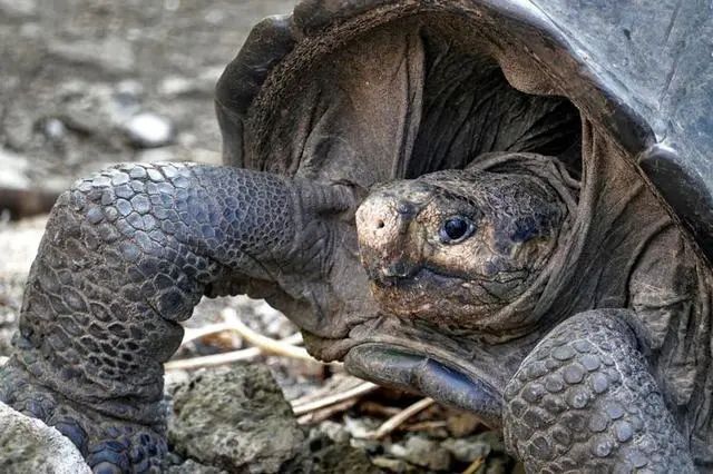 科学家发现，灭绝100年的巨龟再次出现，警惕第六次大灭绝的到来