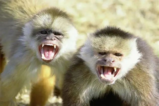 科学家新发现：巴拿马猴子学会使用工具，地球或出现第二个文明？
