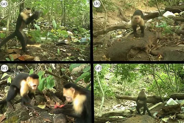科学家新发现：巴拿马猴子学会使用工具，地球或出现第二个文明？