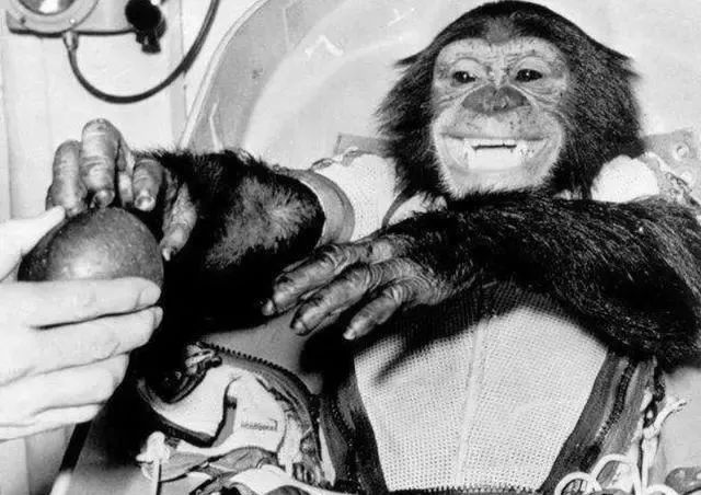 由于太过聪明，这只黑猩猩被送上太空，回到地球后却发生了怪事