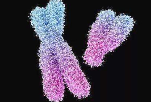 科学家发现Y染色体正在消失，意味着什么？难道未来没有男人了？