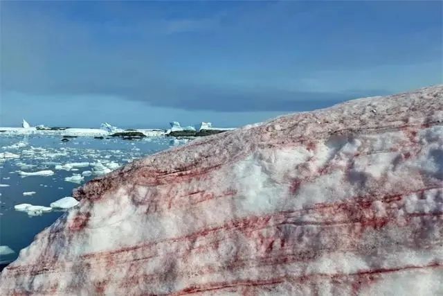 南极发现“血雪”，地球环境不容乐观，未来人类该何去何从？