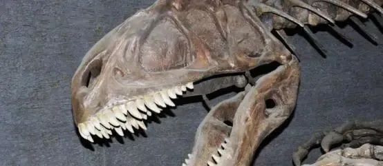 2亿多年前，这种生物脖子长达3米，肚子里还发现外星生物的头骨