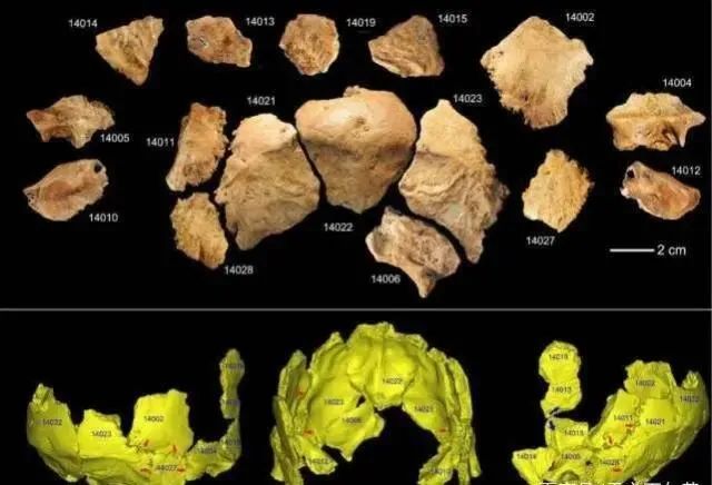 地球最早的古人类被发现，距今约320万年，她的一生极其悲惨