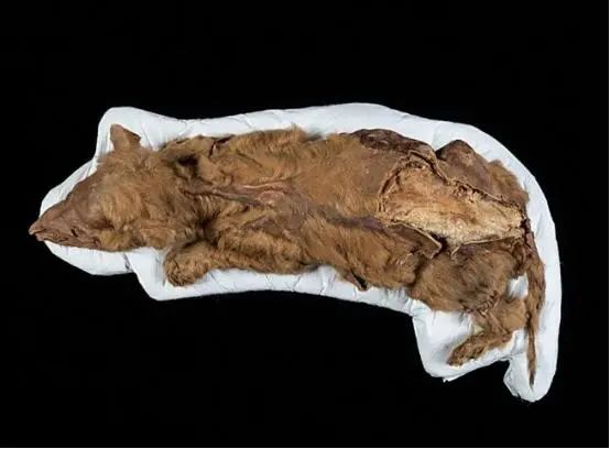 北极发现5.7万年前尸体，科学家：这不是最糟糕的，地球危险了？