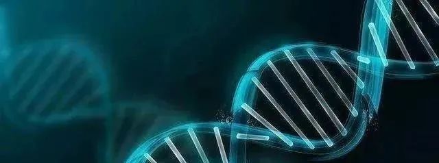人的寿命早已被确定! 科学家头疼: 是谁将“命数”写进人体基因?