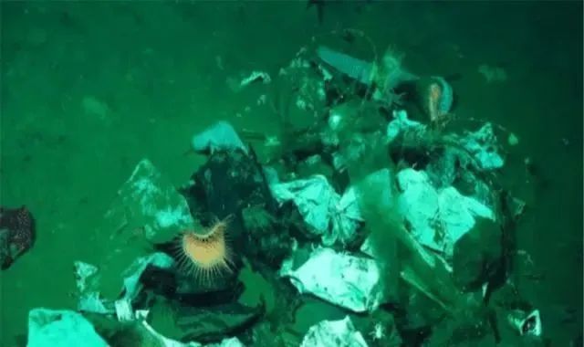 海底3700米处拍到一张照片，被人类垃圾“包围”，众人沉思！