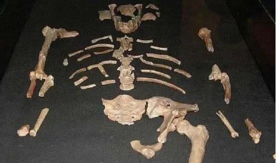 地球最早的古人类被发现，距今约320万年，她的一生极其悲惨