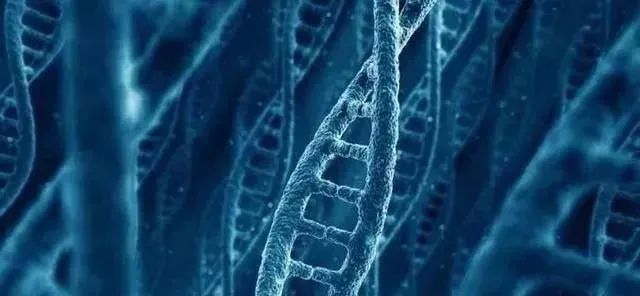 人的寿命早已被确定! 科学家头疼: 是谁将“命数”写进人体基因?
