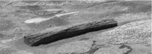 科学家在火星上发现一颗枯萎的木头, 火星森林之谜或被揭开