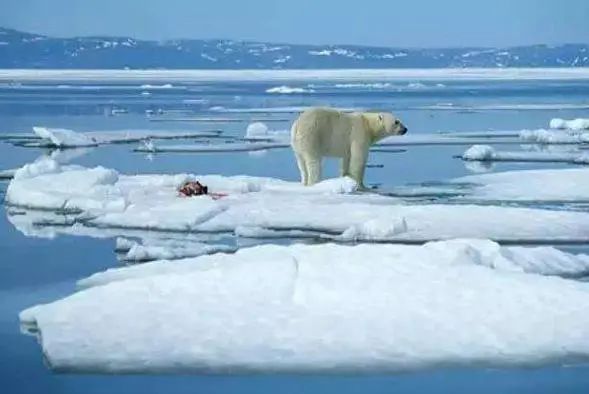 地球持续升温，北极圈出现38℃高温！科学家：又提前了