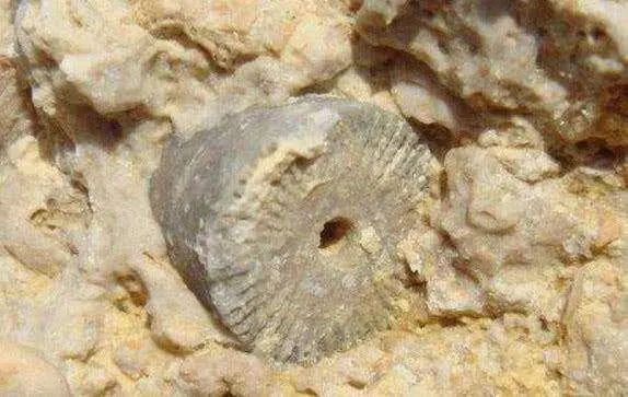 人类是地球上出现的首个文明吗？4亿年前的“齿轮”是谁留下的？