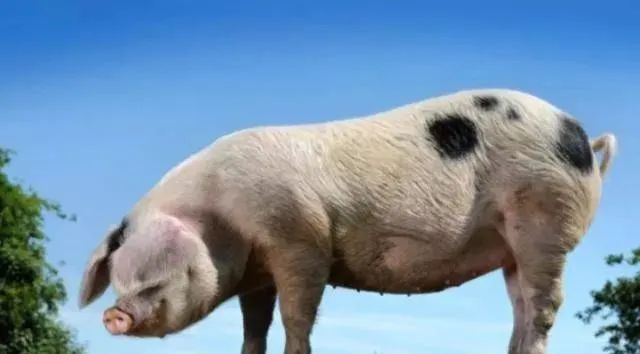 火星照片再次出现“生物”，这次是一只猪，是火星文明养的吗？