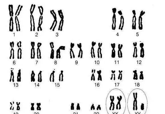 人类进化时丢失了一对染色体，难道人类是被“改造”了？至今成谜！
