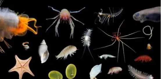 人类知道的东西太少了！科学家又发现30个新物种，却只是冰山一角