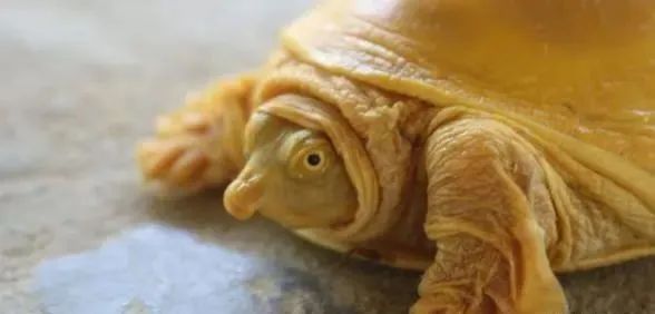 科学家发现神秘“金龟”，灭绝百年又再次出现，这是为何？
