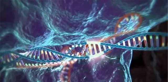 科学家用全新DNA算法发现，人类基因中，有未知的直立人基因！