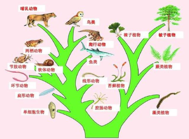 如太阳消失，地球生命会灭绝吗？科学家：第六次物种灭绝或加速了