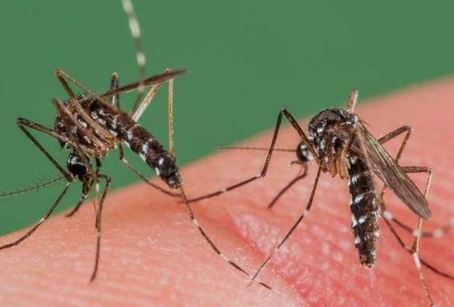 人人都讨厌“蚊子”？还有存在的必要吗？科学家的话让人太意外