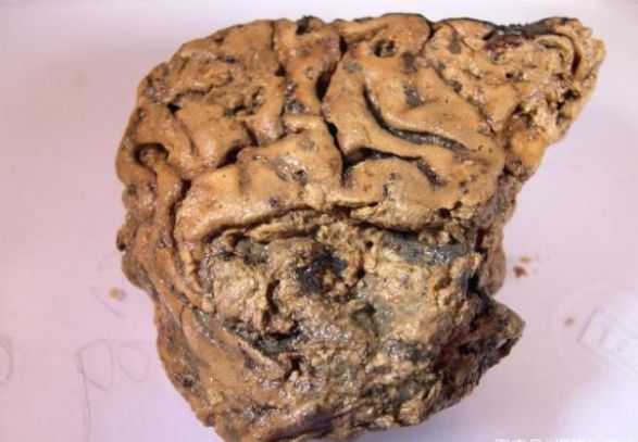 唯一存在，长达2600年“活着的大脑”，科学家：令人难以置信！