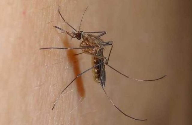 人人都讨厌“蚊子”？还有存在的必要吗？科学家的话让人太意外
