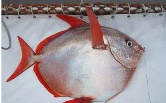 鱼是一种冷血动物？太平洋海域打捞出温血鱼，百年结论被打破！