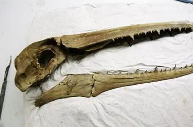 美人鱼化石推翻进化论？3个迹象表明，人类祖先可能真不是猴子