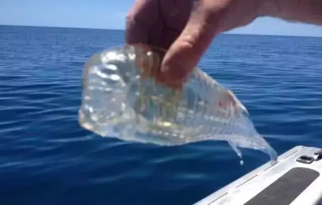 比海水还要清澈的鱼，全身透明，科学家：发现它赶紧放生