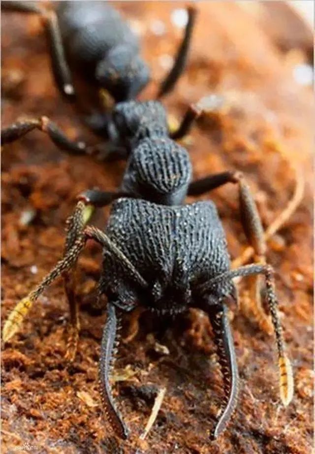 科学家把蚂蚁放大10000倍后，能不能主宰地球？真相让人很意外！